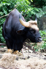 Close up Big  Black Gaur Eating Grass 
