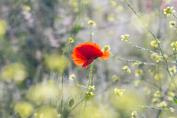 Single red Corn Poppy growing in a field of barley with selective focus and copy space - papaver rhoeas.