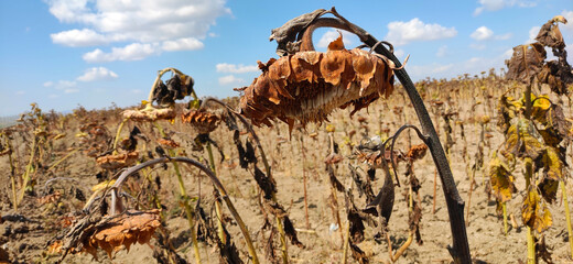 climate change effects