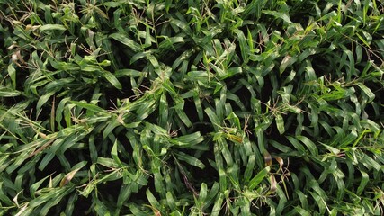 Top view on green stalks of corn growing in the field. Video from the drone 4k.