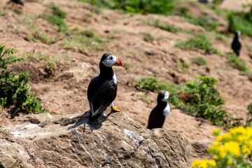 Puffins on Skomer Island on a Sunny July Day