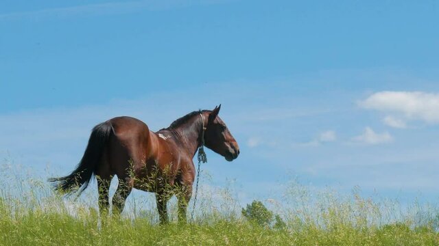 Lotleine Bilder Durchsuchen 265 Archivfotos, und