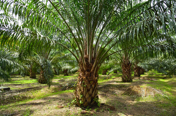 Obraz premium Palm oil plantation growing up.