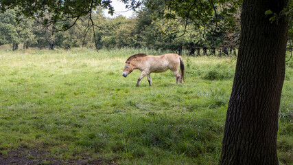 Horse in the wild