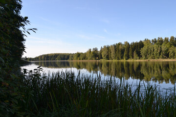 beautiful evening on the shore of the lake with windless and green grass reeds as well as blue skies
