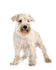 miniature schnauzer in studio