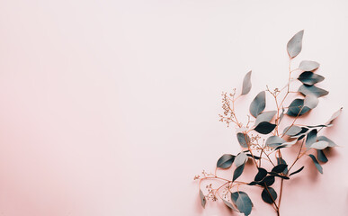 Pastel background and eucalyptus leaves, minimal clean photo for backgrounds, posters and cards. Copy space, flat lay.