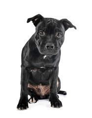 staffordshire bull terrier