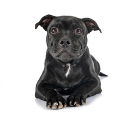staffordshire bull terrier