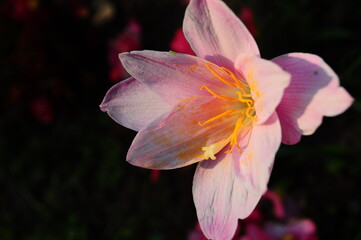  pink flowers on a black background , winter at north Thailand