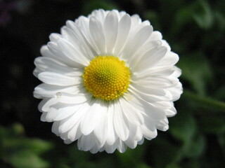 Fototapeta premium chamomile