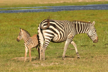 Fototapeta na wymiar zèbre de Burchell Equus burchelli avec un jeune, bébé Afrique Kenya