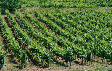 Fototapeta na wymiar Green vineyards and grapevines. Cultivation of varietal grapes for wine production.
