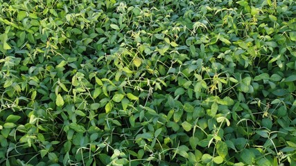 Agricultural soy plantation field. Green soy leaves background