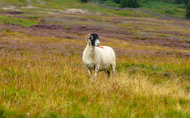 Swaledale ewe stood in natural grouse moor habitat with grasses and purple heather.  Arkengarthdale, North Yorkshire.  Swaledale sheep are native to this area.  Horizontal.  Copyspace.