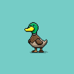 Mallard Duck Male