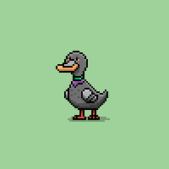 Pigeon Duck