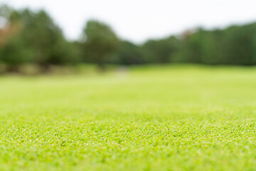 ゴルフ場の風景 手前ピント奥ボケ コピースペース有り