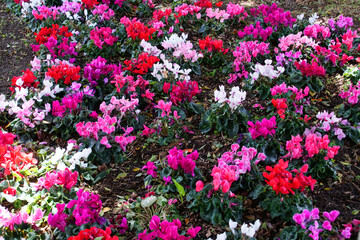 Flowers are like a carpet. Signs of spring. Bright, beautiful reds and whites. Horizontal view