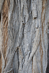 acacia Rinde grau braun Farbe f&uuml;r Hintergrund
