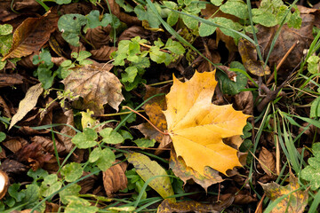 herbstgelbes Ahornblatt liegt auf dem grünen Gras