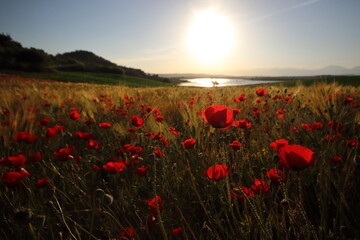 Fototapeta na wymiar poppy field landscape with a sunset