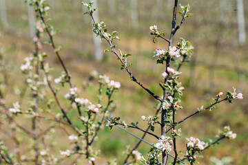 Apple orchard garden in springtime with rows of trees with blossom.