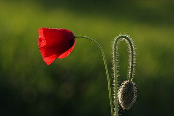 Obraz premium POPPIES