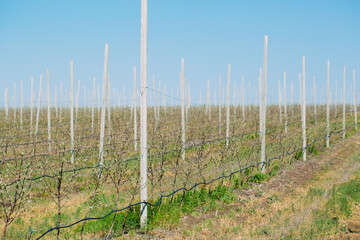 Apple orchard garden in springtime with rows of trees with blossom.