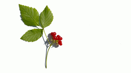 fruits of a red forest berry on a white background, backgrounds, textures,