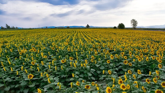 photos of sunflowers for the background