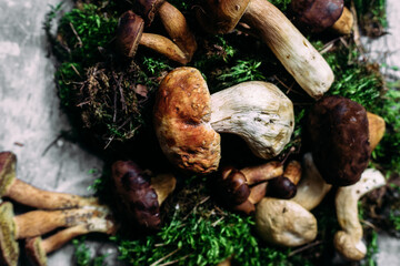 Forest mushrooms on a gray background. White mushroom, Polish mushroom, butter dish