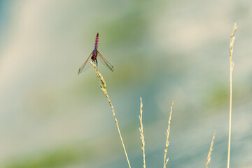 Libellule Sympetrum sanguineum sur une brindille
