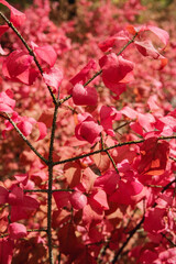 A bush with bright red leaves in the fall season.