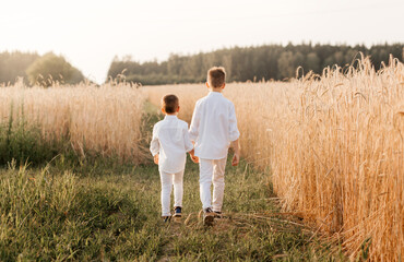 Naklejka na ściany i meble Two little boy brothers play and walk in nature in the summer. Happy childhood. Positive emotions