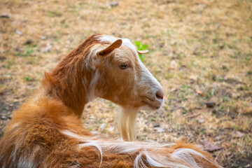 Golden Guernsey goat at Hackney city farm in London