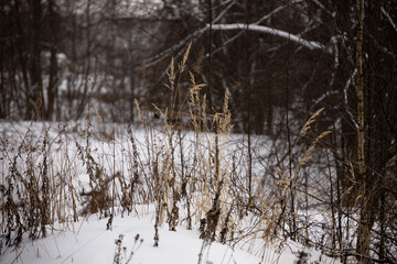 Thin twigs and blades of grass on a snow-covered clearing against the background of a cold winter forest. Selective focus