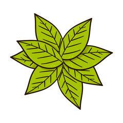 Hand drawing green leaf vector.