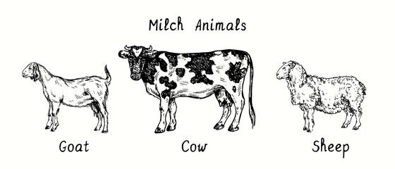 Milch animals collection, Standing goat, cow, sheep side view. Ink black and white drawing illustration