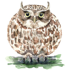 Watercolor eastern screech owl