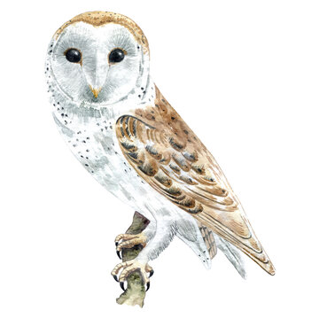 Watercolor barn owl
