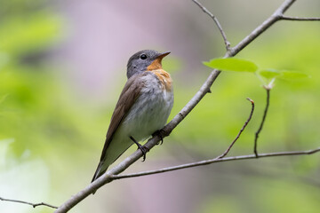 Red-breasted Flycatcher