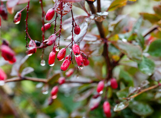 Barberry berries in raindrops.
 Barberry is highly valued in art for its color, and in cooking - for giving a sour tint to dishes.