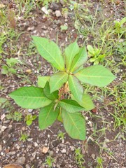 plant