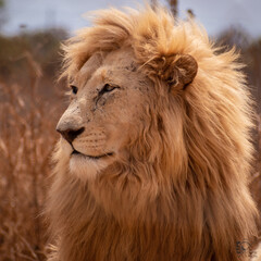 Fototapeta na wymiar portrait of a white South African white lion