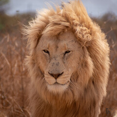 White South African Lion