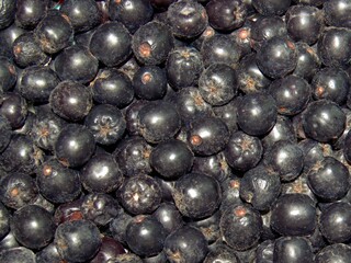 The fruits of black mountain ash. Background of dark berries. Fresh ripe berries.