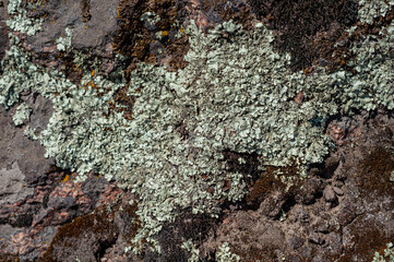Background with granite stone overgrown with various moss and lichen. Outdoors nature