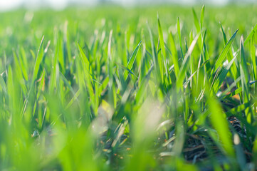Blurred background with small green sprouts wheat on field close-up. sunlight
