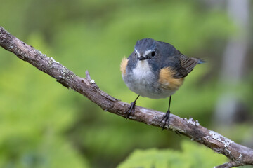 Red-flanked Bluetail